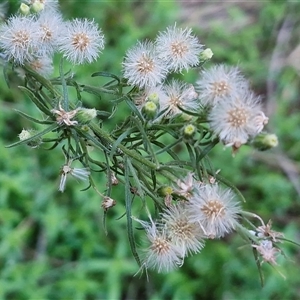 Erigeron bonariensis at Petermann, NT - 16 Apr 2025 09:42 AM