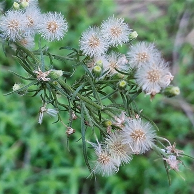 Erigeron bonariensis (Flaxleaf Fleabane) at Petermann, NT - Yesterday by trevorpreston