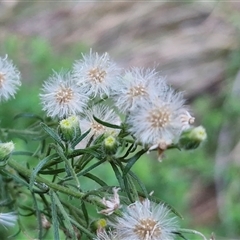Erigeron bonariensis at Petermann, NT - 16 Apr 2025 09:42 AM
