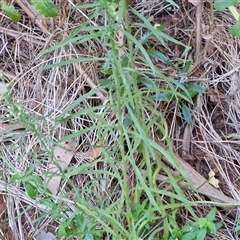Erigeron bonariensis at Petermann, NT - 16 Apr 2025 09:42 AM