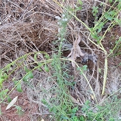 Erigeron bonariensis at Petermann, NT - 16 Apr 2025 09:42 AM