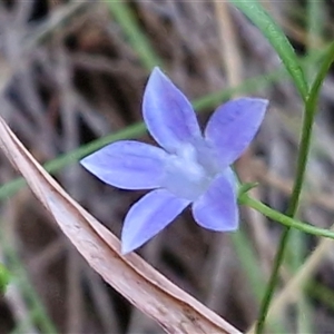 Wahlenbergia tumidifructa at Petermann, NT - 16 Apr 2025 09:39 AM