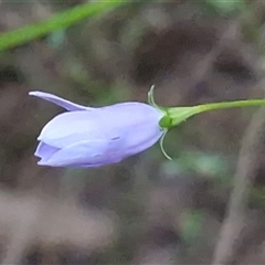 Wahlenbergia tumidifructa at Petermann, NT - 16 Apr 2025 09:39 AM