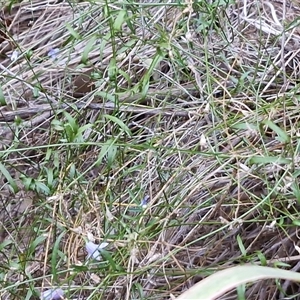 Wahlenbergia tumidifructa at Petermann, NT - 16 Apr 2025 09:39 AM