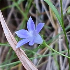 Wahlenbergia tumidifructa at Petermann, NT - 16 Apr 2025 09:39 AM