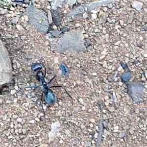 Iridomyrmex sp. (genus) at Petermann, NT - 16 Apr 2025 09:31 AM