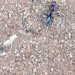 Iridomyrmex sp. (genus) at Petermann, NT - 16 Apr 2025 09:31 AM