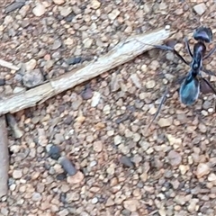 Iridomyrmex sp. (genus) at Petermann, NT - 16 Apr 2025 09:31 AM