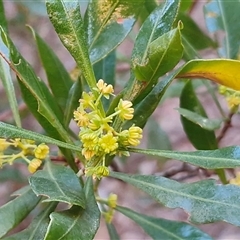 Dodonaea viscosa subsp. mucronata at Petermann, NT - 16 Apr 2025 09:23 AM