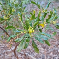 Dodonaea viscosa subsp. mucronata at Petermann, NT - 16 Apr 2025 09:23 AM