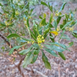Dodonaea viscosa subsp. mucronata at Petermann, NT - 16 Apr 2025 09:23 AM