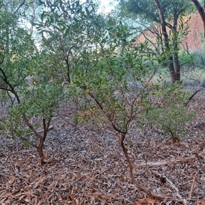 Dodonaea viscosa subsp. mucronata at Petermann, NT - 16 Apr 2025 09:23 AM