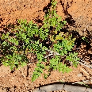 Cheilanthes sieberi subsp. pseudovellea at Petermann, NT - suppressed