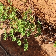 Cheilanthes sieberi subsp. pseudovellea at Petermann, NT - suppressed