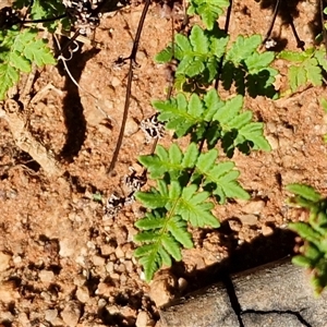 Cheilanthes sieberi subsp. pseudovellea at Petermann, NT - suppressed