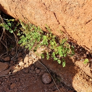 Cheilanthes sieberi subsp. pseudovellea at Petermann, NT - suppressed