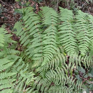 Histiopteris incisa (Bat's-Wing Fern) at Moollattoo, NSW - Yesterday by plants