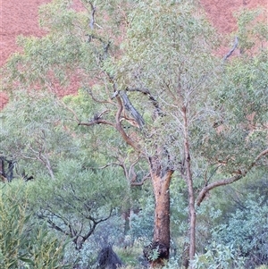 Corymbia terminalis at Petermann, NT - 16 Apr 2025 08:18 AM