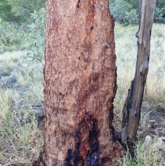 Corymbia terminalis at Petermann, NT - 16 Apr 2025 08:18 AM