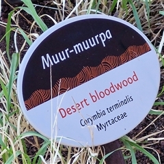 Corymbia terminalis at Petermann, NT - 16 Apr 2025 08:18 AM