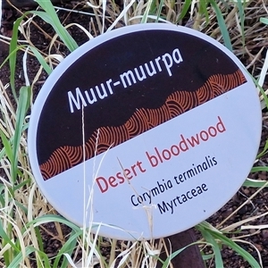 Corymbia terminalis at Petermann, NT - 16 Apr 2025 08:18 AM