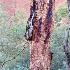 Corymbia terminalis at Petermann, NT - 16 Apr 2025 08:18 AM