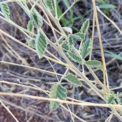 Cullen australasicum at Petermann, NT - 16 Apr 2025 08:10 AM