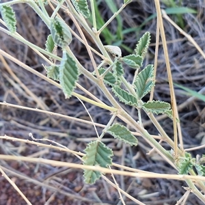 Cullen australasicum at Petermann, NT - 16 Apr 2025 08:10 AM