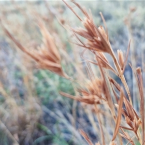 Themeda triandra at Petermann, NT - 16 Apr 2025 08:09 AM