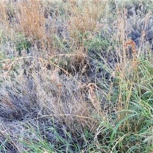 Themeda triandra at Petermann, NT - 16 Apr 2025 08:09 AM