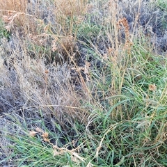 Themeda triandra at Petermann, NT - 16 Apr 2025 08:09 AM