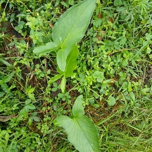 Typhonium eliosurum at Moollattoo, NSW - Yesterday by plants