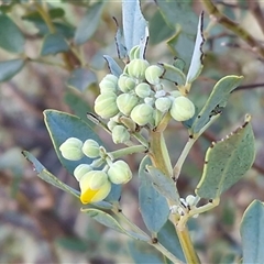 Senna artemisioides subsp. alicia at Petermann, NT - 16 Apr 2025 07:57 AM