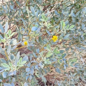 Senna artemisioides subsp. alicia at Petermann, NT - 16 Apr 2025 07:57 AM