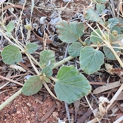 Boerhavia (Genus) at Petermann, NT - 16 Apr 2025 07:56 AM