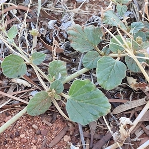 Boerhavia (Genus) at Petermann, NT - 16 Apr 2025 07:56 AM