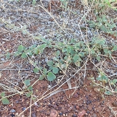 Boerhavia (Genus) at Petermann, NT - 16 Apr 2025 07:56 AM
