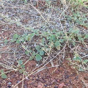 Boerhavia (Genus) at Petermann, NT - 16 Apr 2025 07:56 AM