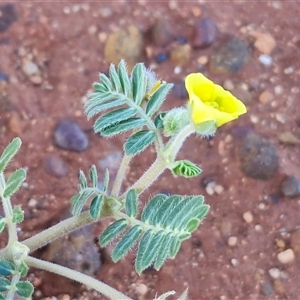 Tribulus terrestris (Caltrop, Cat-head) at Petermann, NT - Today by trevorpreston