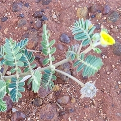 Tribulus terrestris at Petermann, NT - 16 Apr 2025 07:55 AM
