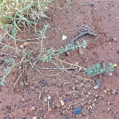 Tribulus terrestris at Petermann, NT - 16 Apr 2025 07:55 AM