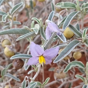 Solanum coactiliferum at Yulara, NT - 16 Apr 2025 06:50 AM