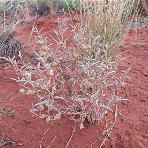 Solanum coactiliferum at Yulara, NT - 16 Apr 2025 06:50 AM