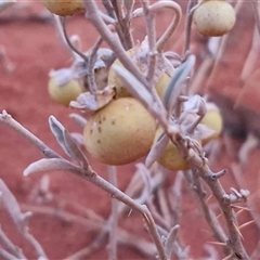 Solanum coactiliferum at Yulara, NT - 16 Apr 2025 06:50 AM