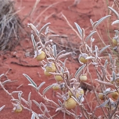 Solanum coactiliferum at Yulara, NT - 16 Apr 2025 06:50 AM