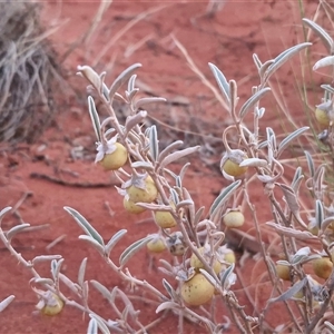 Solanum coactiliferum at Yulara, NT - 16 Apr 2025 06:50 AM