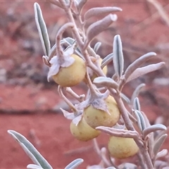 Solanum coactiliferum at Yulara, NT - 16 Apr 2025 06:50 AM
