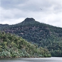 Haliaeetus leucogaster (White-bellied Sea-Eagle) at Moollattoo, NSW - 15 Apr 2025 by plants