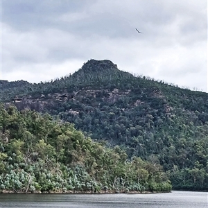 Haliaeetus leucogaster (White-bellied Sea-Eagle) at Moollattoo, NSW - Yesterday by plants