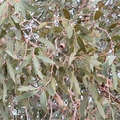 Corymbia opaca at Yulara, NT - 16 Apr 2025 06:56 AM